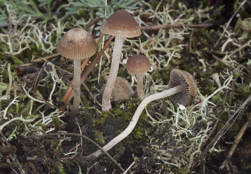 Psathyrella calcarea